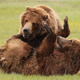 Illustration for article titled Please Enjoy This Gallery Of Amazing Bear Photos